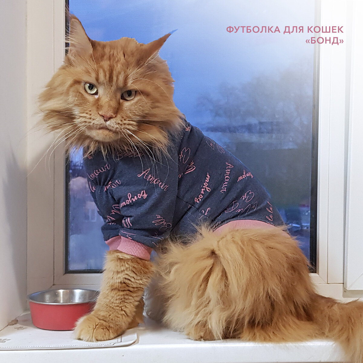 Одежда для кошек компании «Мурлэнд»