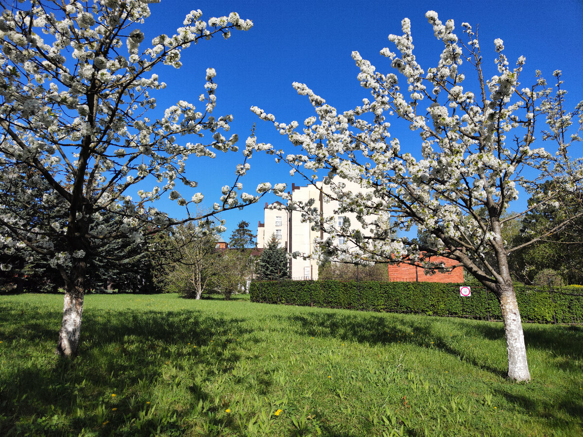 "Дивитесь - всегда он в свету!".  Вишнёвый сад.  15.04.2024г.