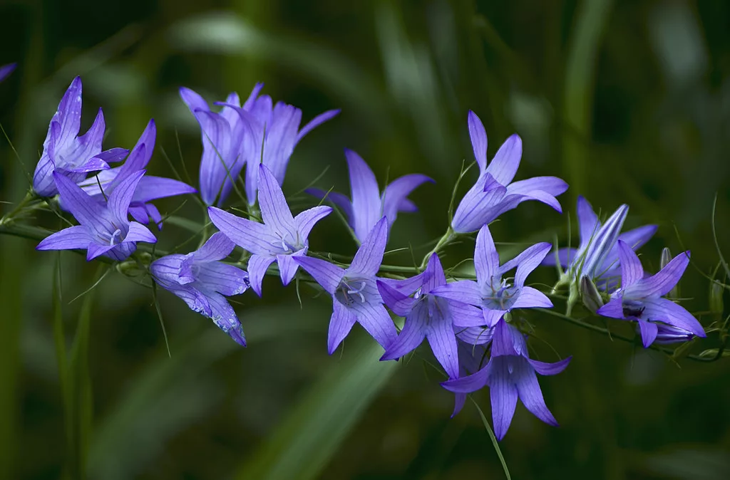 Колокольчики " Рапунцель". 