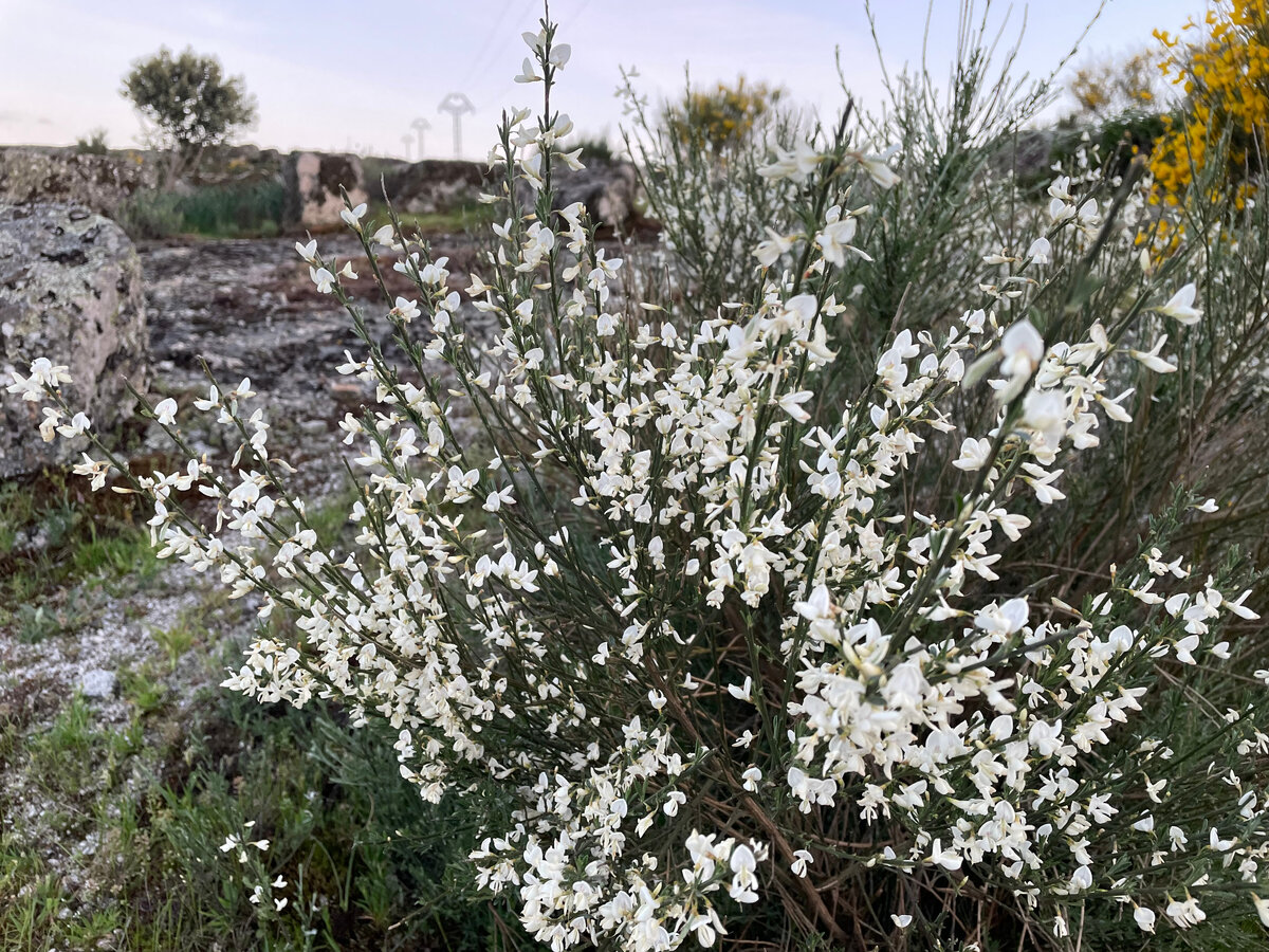 и ретама белая