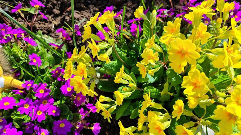 Мои цветочки