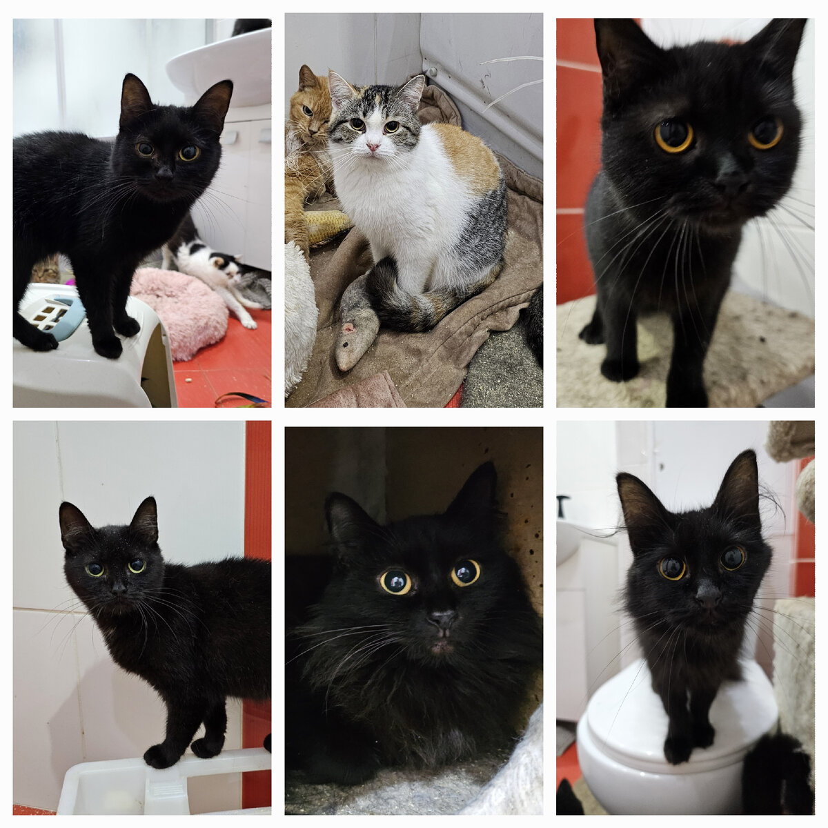 Фото автора. Девчата которых надо простерилить.