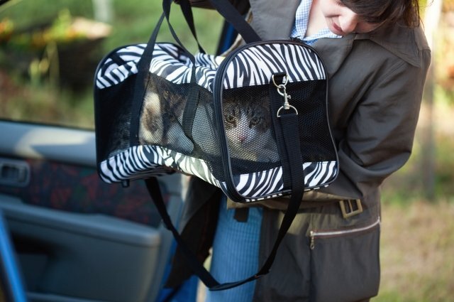    Можно ли перевозить домашних животных в такси?