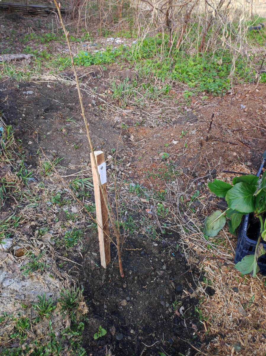 лунка присыпана пгс, остатки со стройки дома.