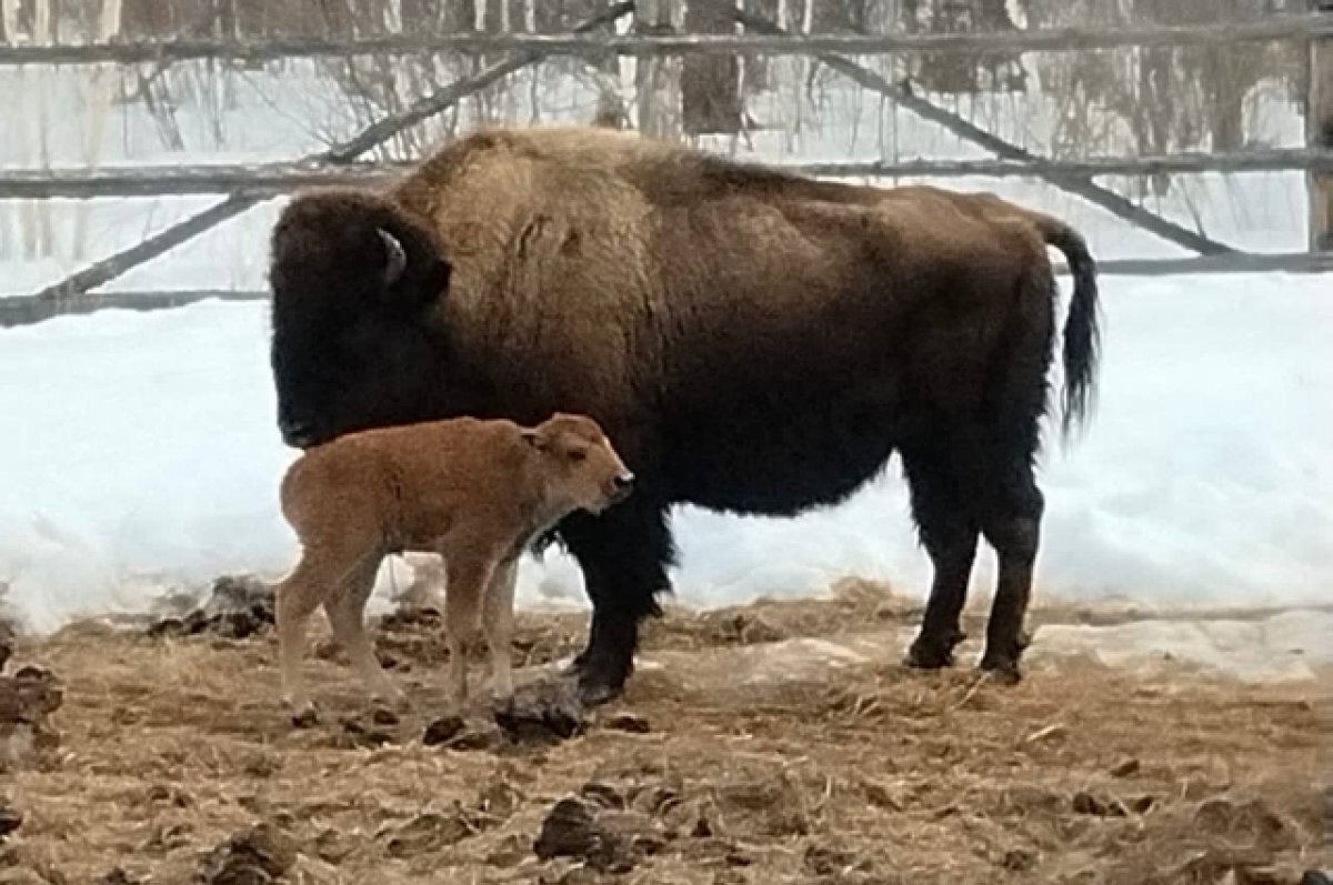    В Якутском питомнике у лесных бизонов родились первые три телёнка