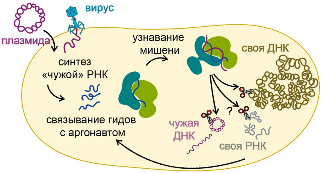 Иллюстрация: ФИЦ Биотехнологии РАН