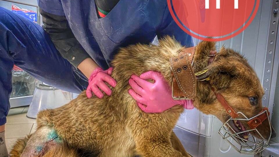 День стольника для кучи собак после тяжелых опеrаций