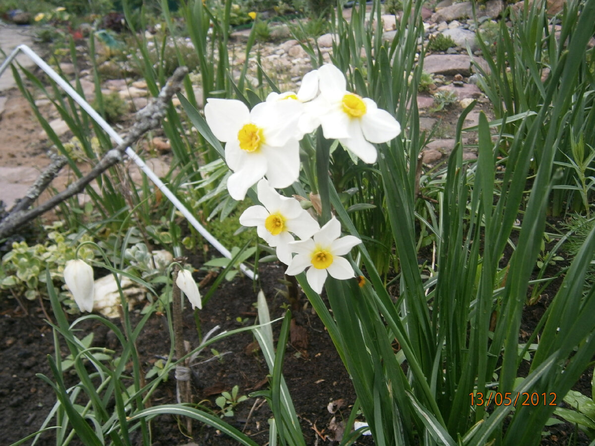 букетик


