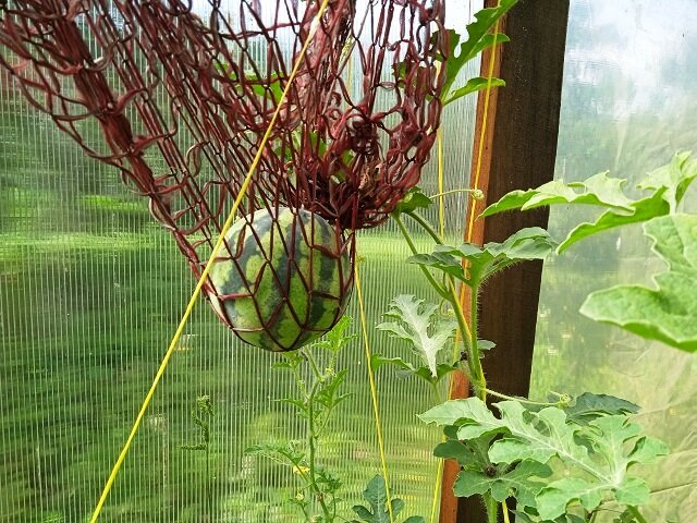 в теплице, фото автора