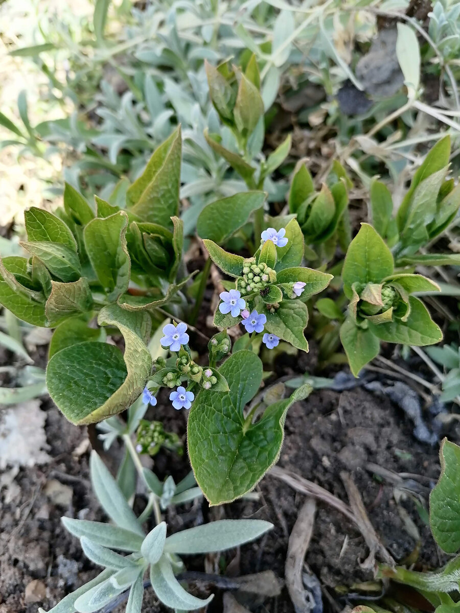 брунера и ясколка