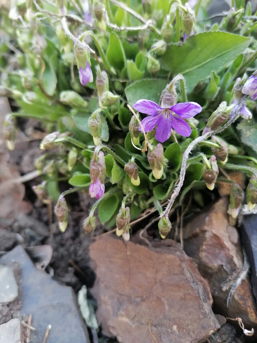 фиалка лесная