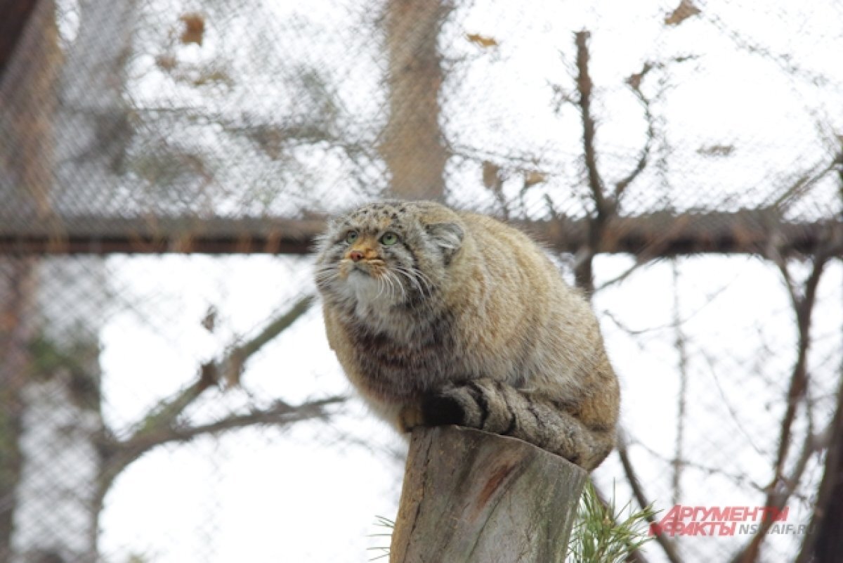    Манул из новосибирского зоопарка.