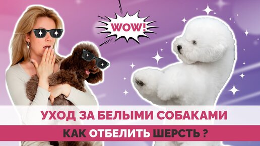 Как отбелить шерсть собаки? Косметика для отбеливания