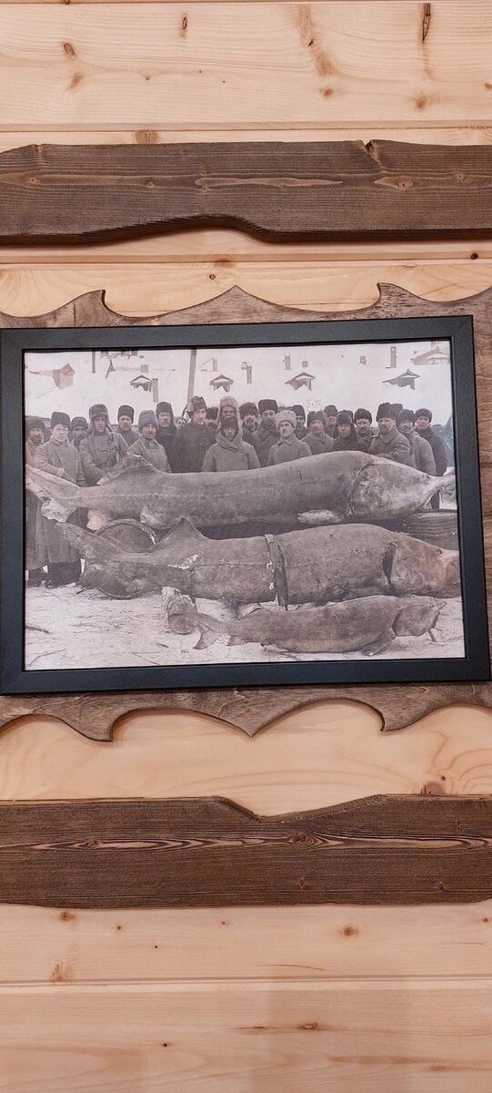 Фотография в зале фермы: добыча осетров в далёком прошлом. Осетр более 240кг. Вот такие монстры плавали в наших реках!