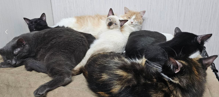 Лежбиже части котиков приюта