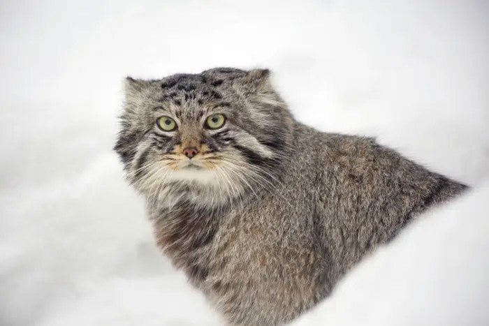    Грациозная королева.