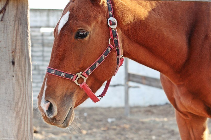 Фото: сообщество «Солнечная долина» в социальной сети «Вконтакте». Первая лошадь Ремиза