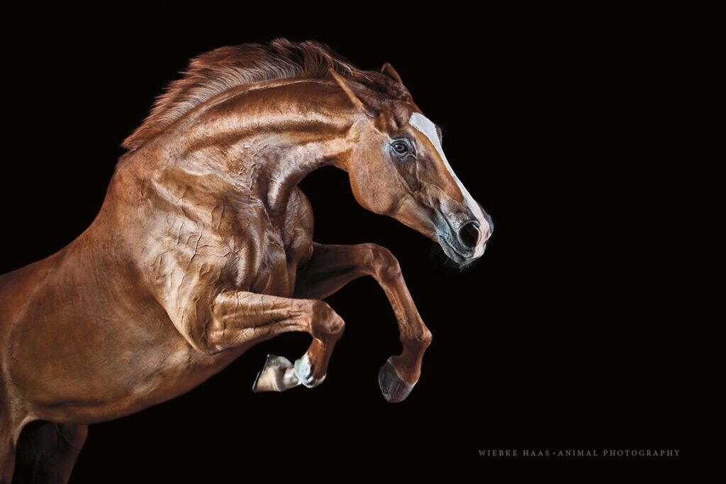    фото: Wiebke Haas