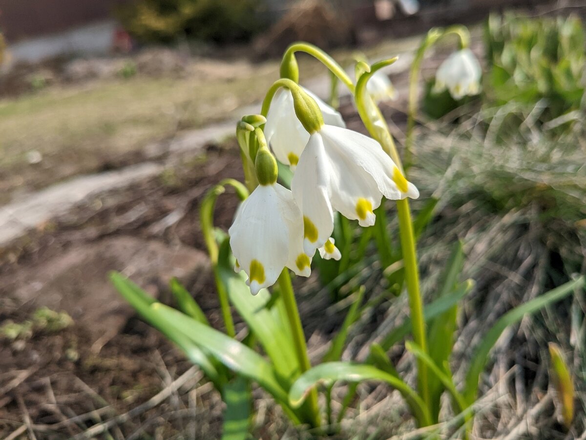 Белоцветник весенний