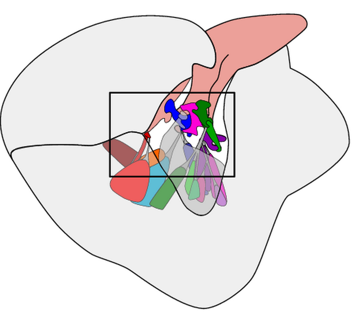 Схема крепления крыла мухи к туловищу. Серым окрашен фрагмент крыла, прямоугольником выделен комплекс склеритов и крепящихся к ним мышц (окрашены разными цветами). (Иллюстрация: Johan M. Melis et al., Nature, 2024)