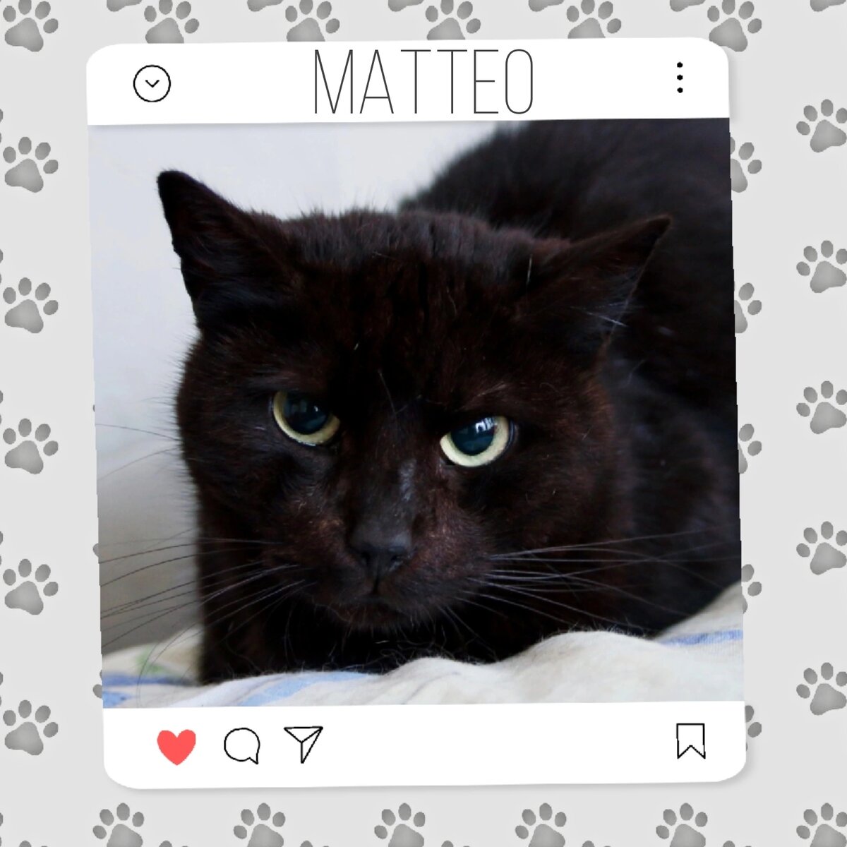 Кот Маттео мечтает о доме 🐈‍⬛💘 | Приют для кошек 