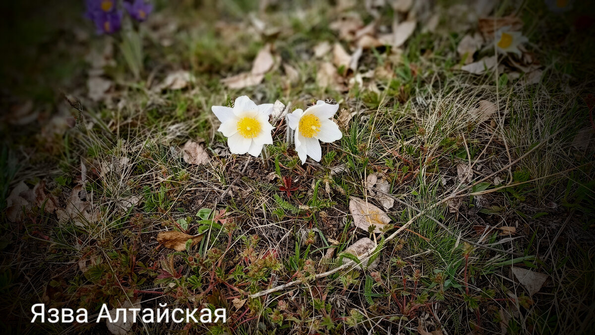 Баба Нина | Язва Алтайская. | Дзен