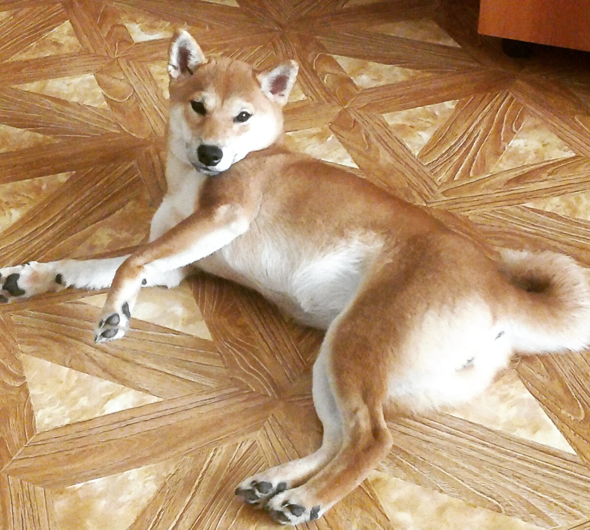 Наша рыжая красотка Сати! 