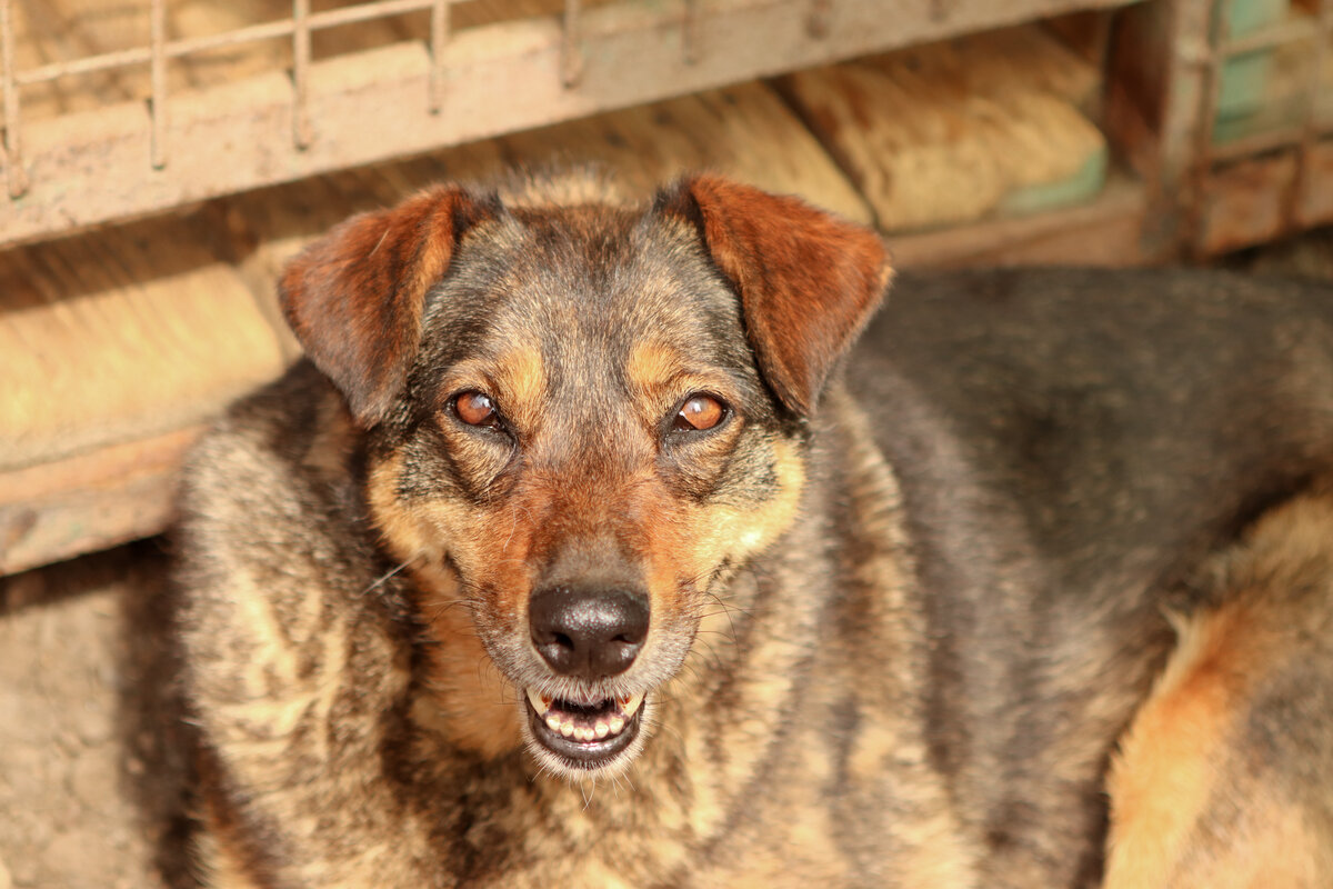 Однозначно собаки приходят в нашу жизнь, чтобы научить нас любви 