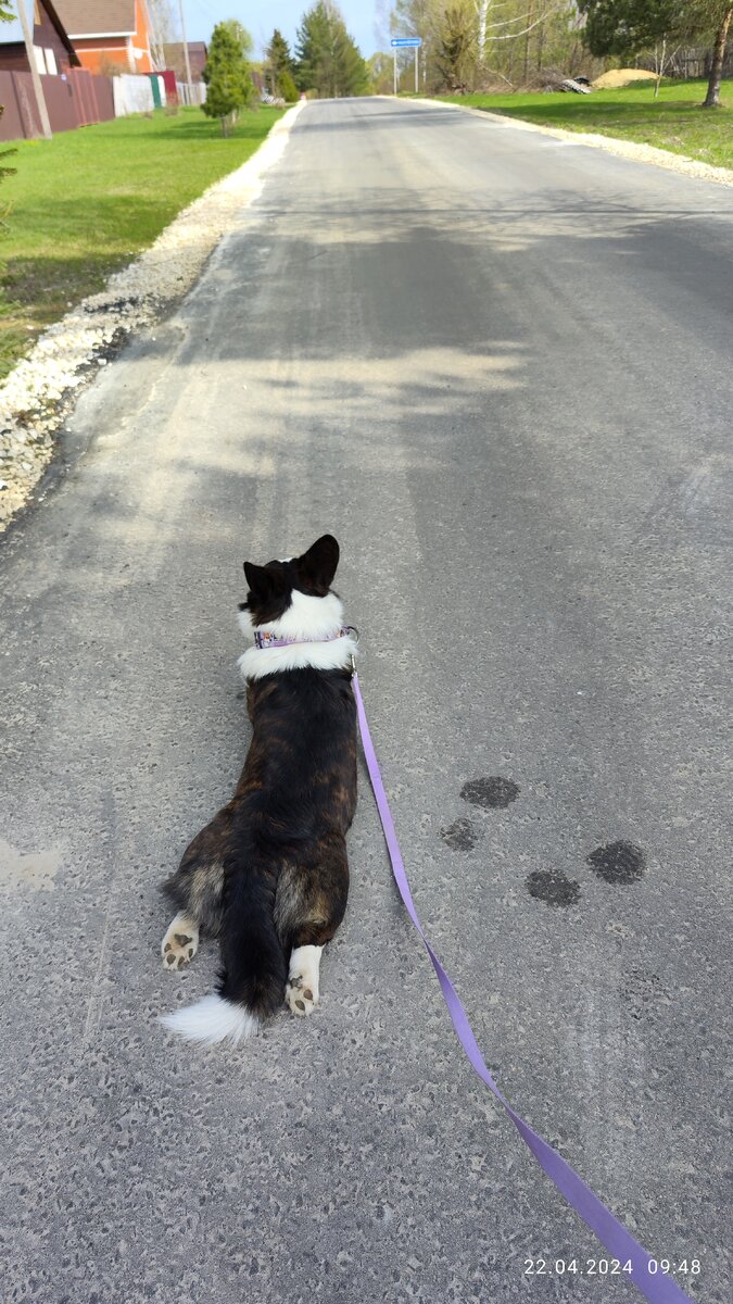 Рис. 1. Я так гуляю, да. И что?