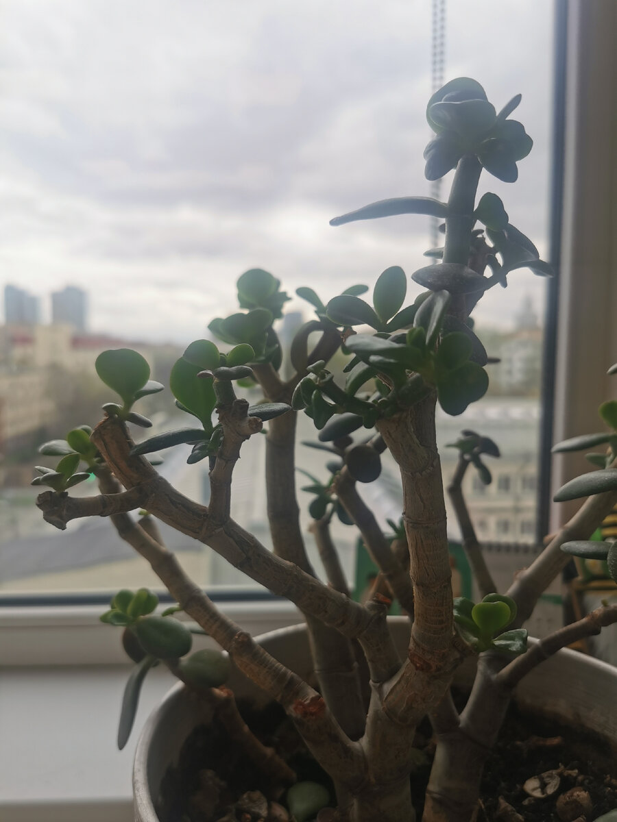 Обрастает жестко обрезанная крассула на работе. Будет красавчик, а не растение