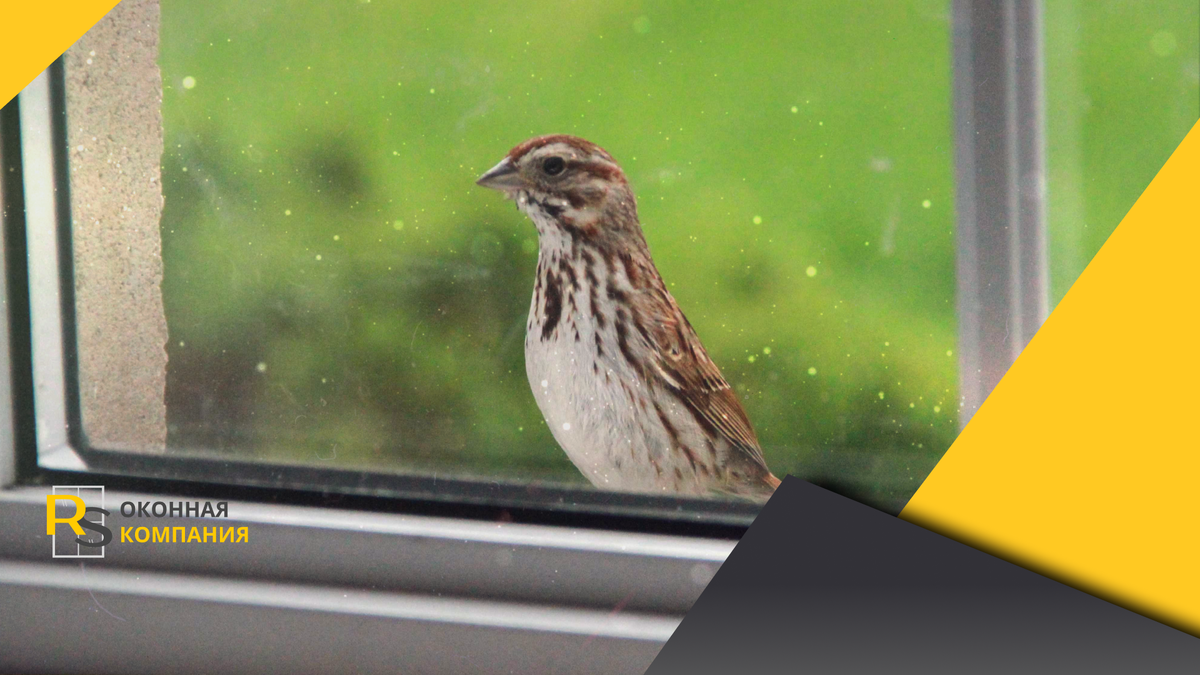 Те, кто живут на высоких этажах, как никто знают, насколько упрямыми могут быть птицы