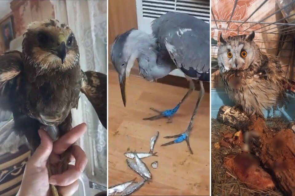    Зооволонтер оперирует и выхаживает искалеченных животных. Личный архив героя публикации