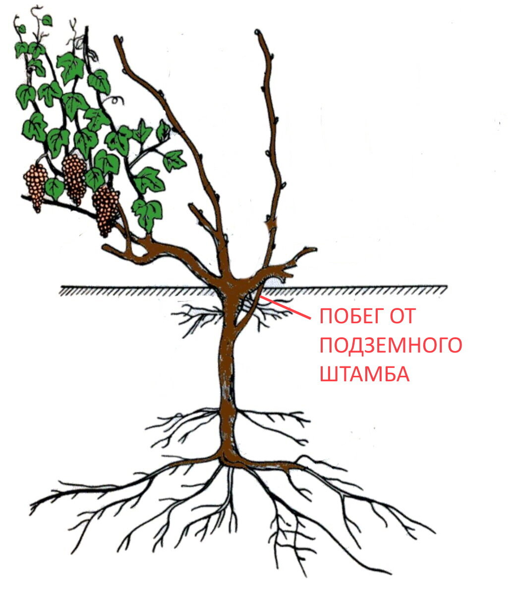 Новое явление у винограда – появление корневой поросли | Мир ...