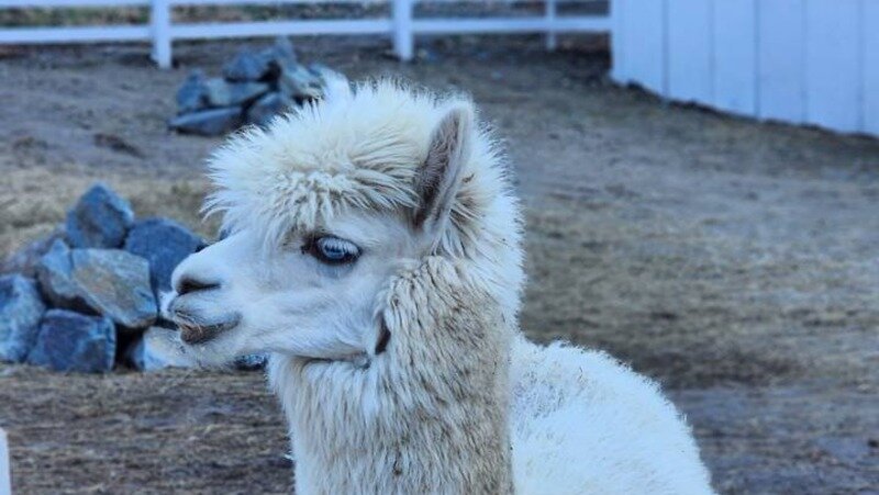      Фото: ИА «Победа26»