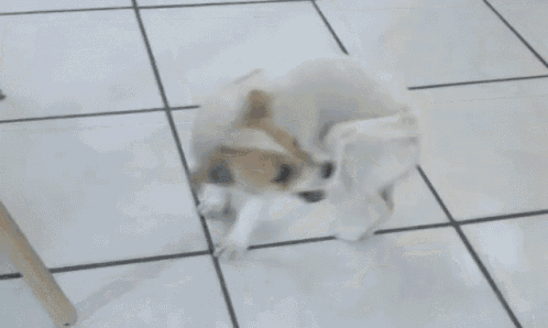 Источник: reddit 🐶
