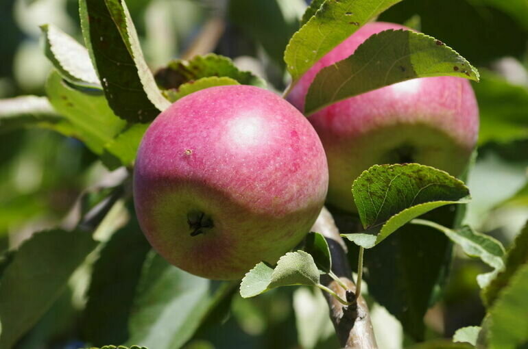   Юрий Инякин/ПГ