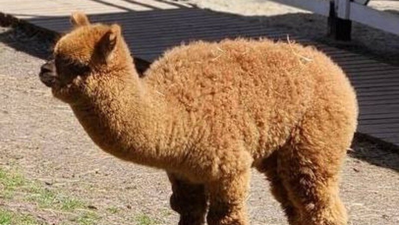      Фото: ИА «Победа26»