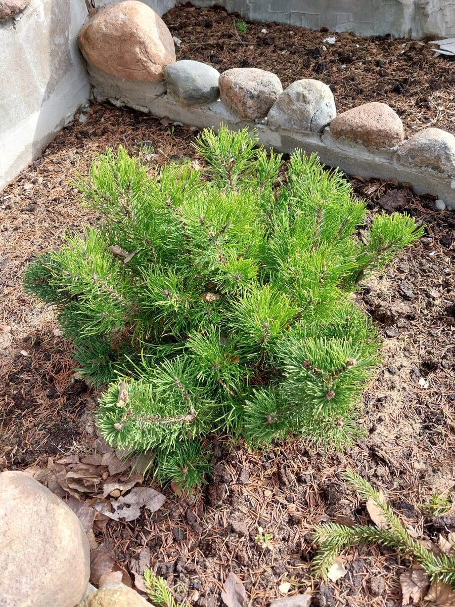 Сосна "пумилио". Фото из личного архива. Апрель 2024г