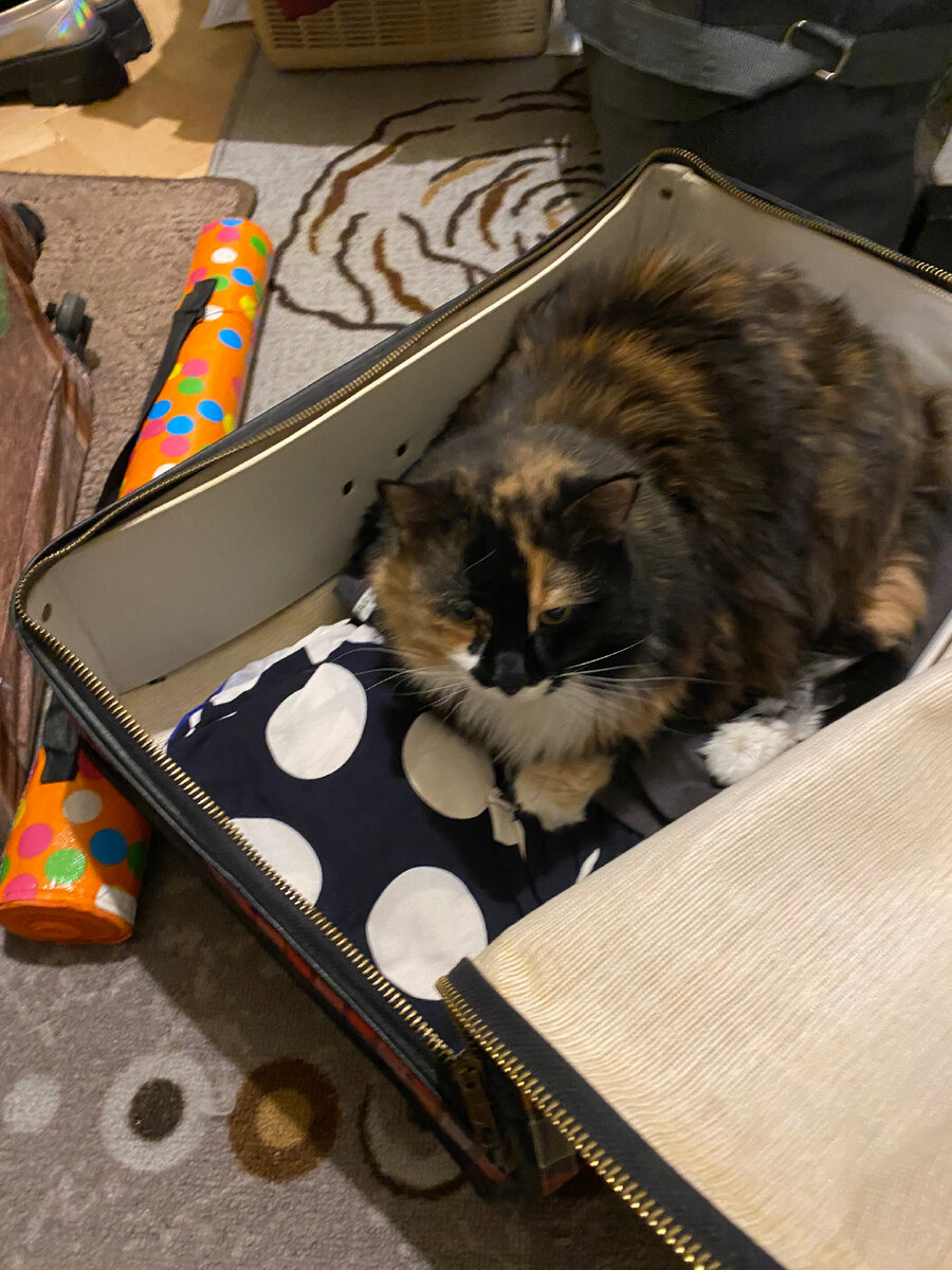 Ася в старом чемодане😀