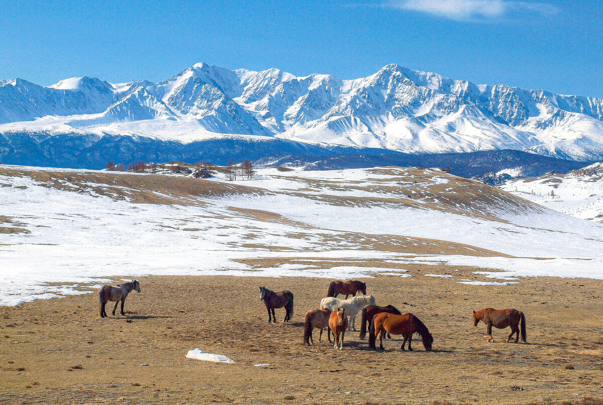 Курайская степь, Северо-Чуйский хребет. Фото Алексея Саламатова