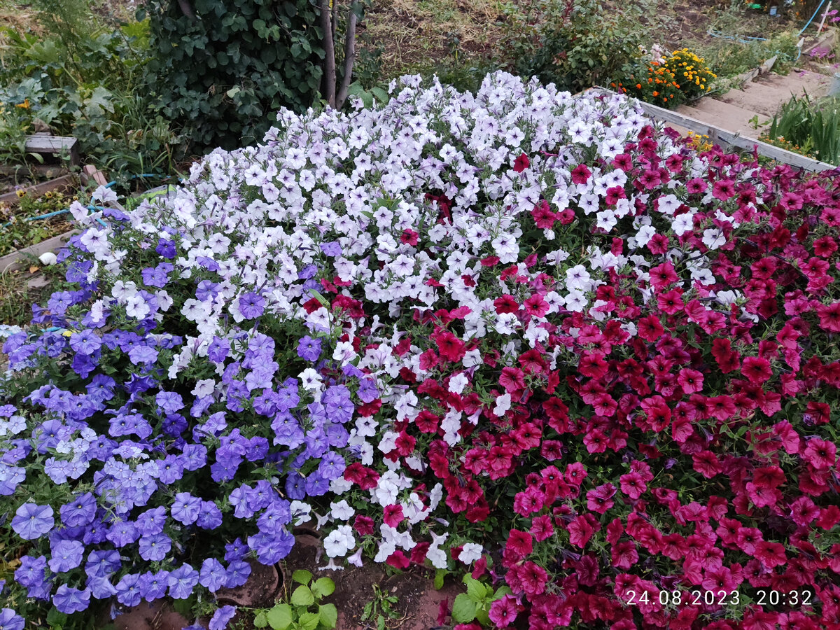 Светлый Сильвер, красный рэд велюр