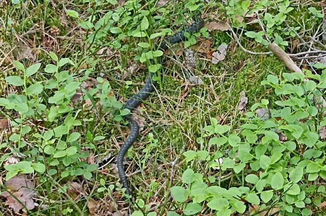    Что делать, если укусила змея?