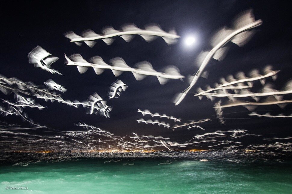 ВОЗДУШНЫЕ СТЕРЖНИ ИЛИ ЛЕТАЮЩИЕ СТЕРЖНИ (AIR RODS, НЕБЕСНЫЕ РЫБКИ, СКАЙФИШИ)