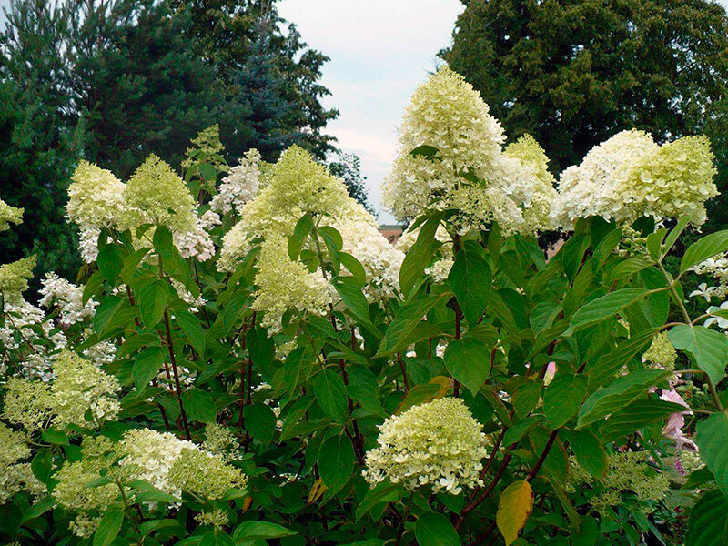 Канделайт гортензия метельчатая фото Гортензия Канделайт (Hydrangea Candlelight): описание и фото АртФлора Онлайн мар