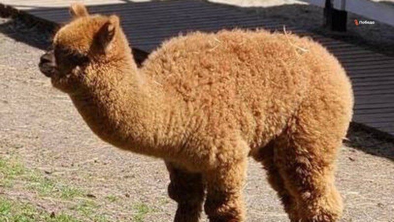      Фото: ИА «Победа26»