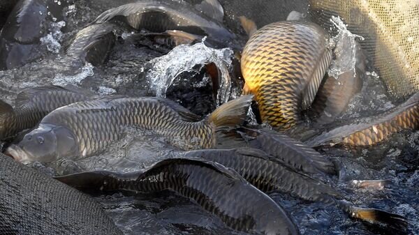    © Sputnik / Илья Наймушин