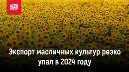 Экспорт масличных культур резко упал в 2024 году