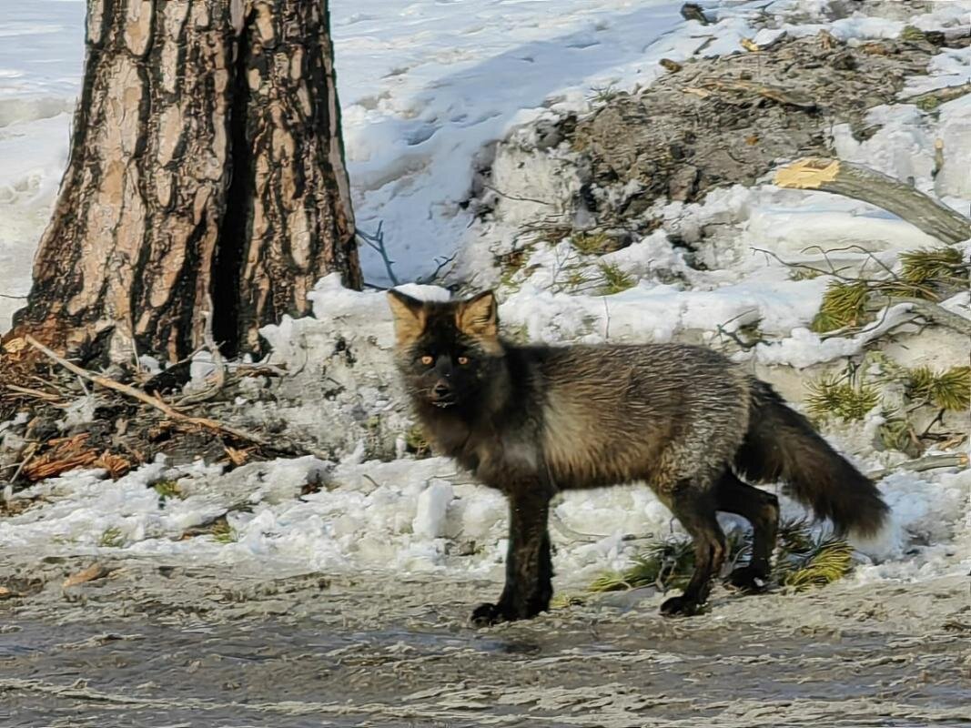    В Сургутском районе заметили лисицу с необычным окрасом