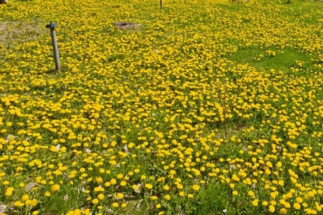    Что категорически запрещено на Антипа Водогона, 24 апреля?