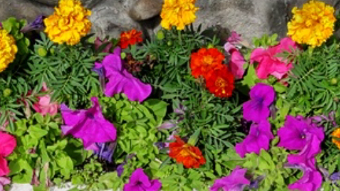 Бархатцы с петунией.